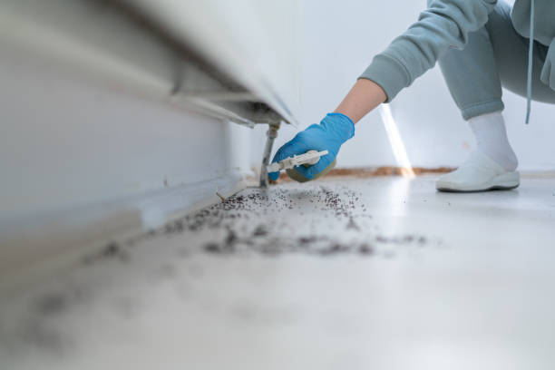 Best Rat Extermination Near Me  in Peaceful Valley, WA